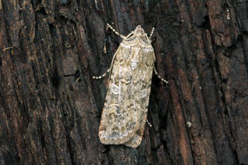 Euxoa cursoria